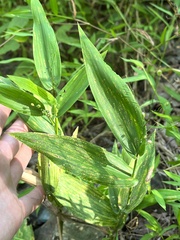 Dichanthelium latifolium