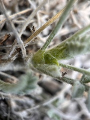 Astragalus leucolobus