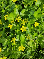 Ranunculus muricatus