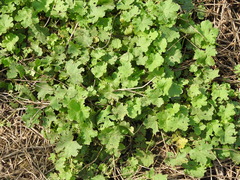 Modiolastrum malvifolium