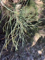Allocasuarina fraseriana