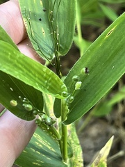 Dichanthelium latifolium
