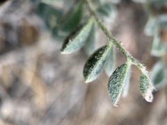 Astragalus leucolobus