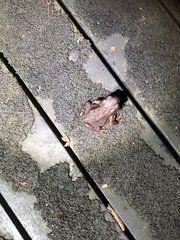Bufo bankorensis