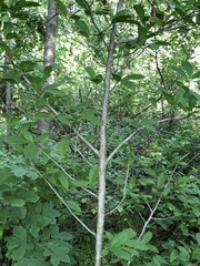 Magnolia