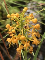 Platanthera cristata