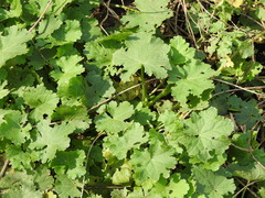 Modiolastrum malvifolium