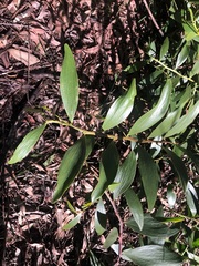 Acacia complanata