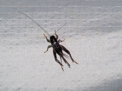 Velarifictorus micado