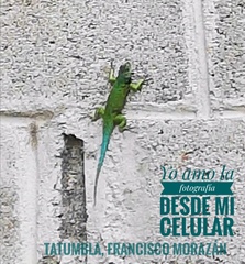 Sceloporus hondurensis