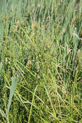 Scirpus microcarpus
