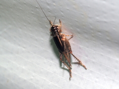 Velarifictorus micado