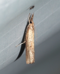 Fissicrambus mutabilis