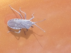 Anasa tristis