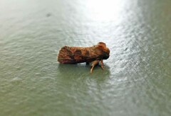 Acrolophus plumifrontella