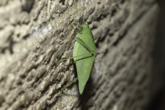 Microcentrum rhombifolium