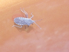 Anasa tristis