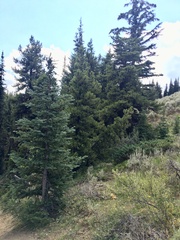Abies lasiocarpa