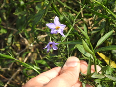 Solanum amygdalifolium