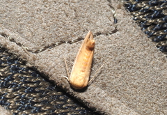Limacodidae