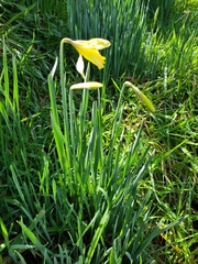 Narcissus