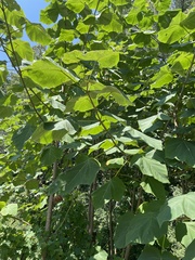 Paulownia