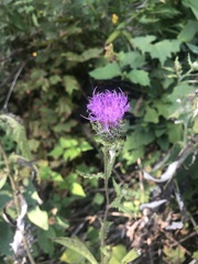 Cirsium muticum
