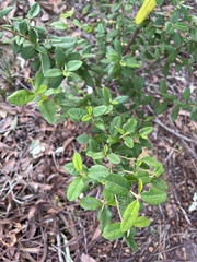 Spyridium globulosum