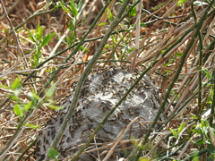 Brachygastra lecheguana