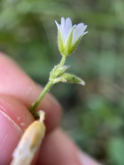 Cerastium fontanum