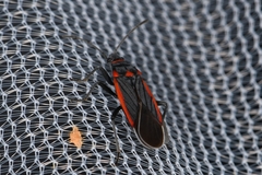 Melacoryphus lateralis