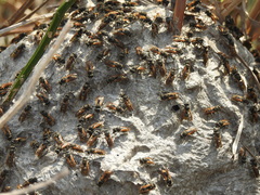 Brachygastra lecheguana