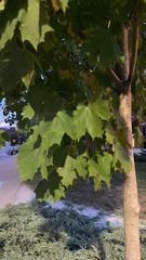 Acer platanoides