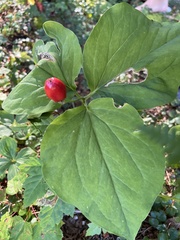Trillium undulatum