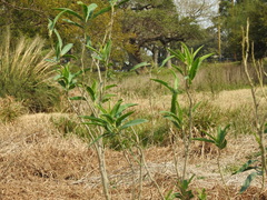 Solanum glaucophyllum