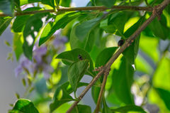 Paraleptomenes miniatus