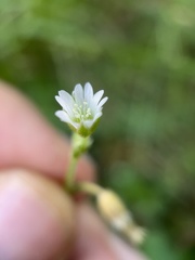 Cerastium fontanum