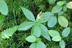 Lysimachia borealis