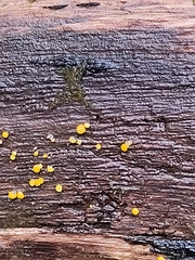 Calycina claroflava
