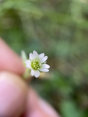 Cerastium fontanum