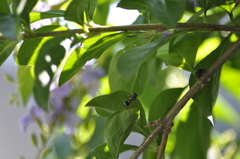 Paraleptomenes miniatus