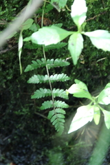 Thelypteris palustris