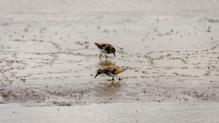 Calidris minutilla