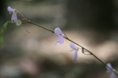 Hylodesmum nudiflorum