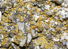 Xanthocarpia feracissima