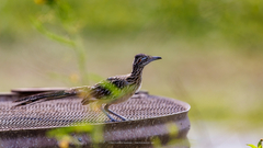 Geococcyx californianus
