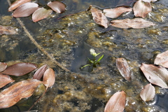 Sparganium emersum