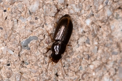 Harpalinae