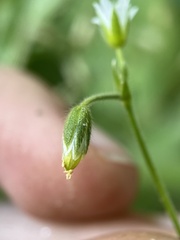 Cerastium fontanum