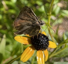 Erynnis